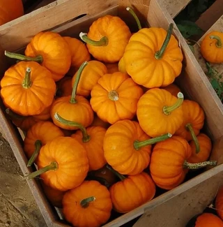 Pumpkins - Miniature