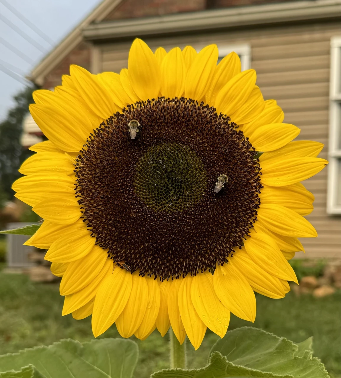 Understanding Pollen vs. Pollenless Sunflowers