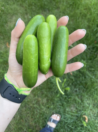 Cucumber - Slicer