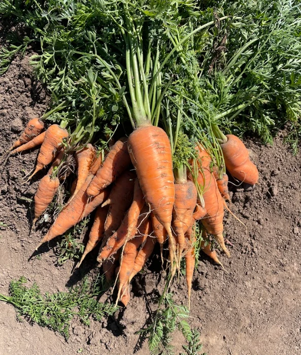 Carrot Growing Guide 
