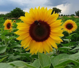 Sunflowers