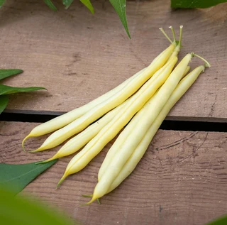 Bush Beans - Yellow