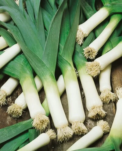 Leek