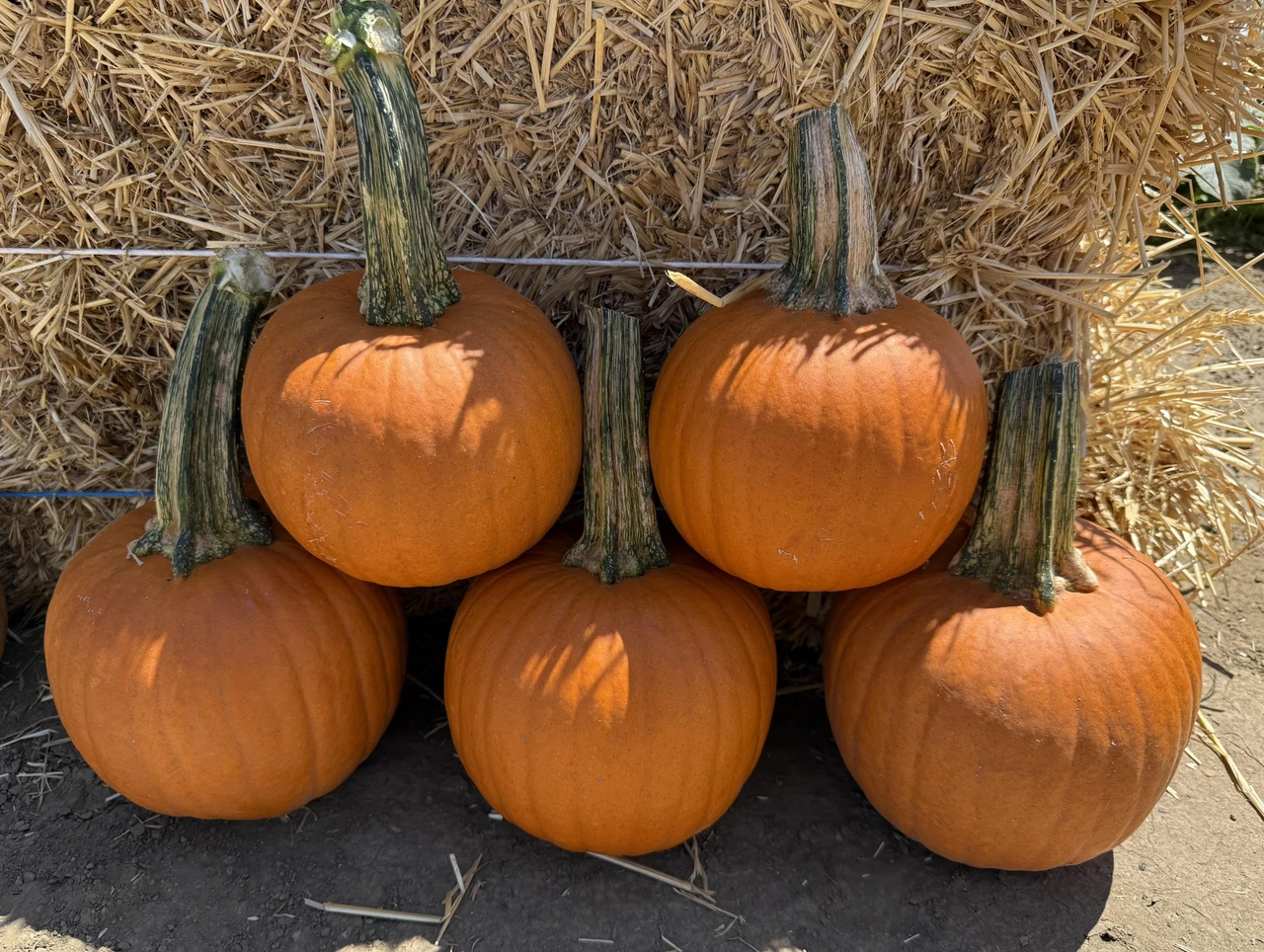 Pumpkin Plant Spacing