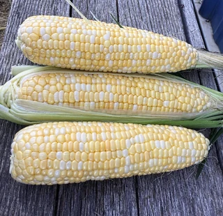 Bi-Color, Sugary Enhanced Hybrids (SE-Sh2, SE-SE)