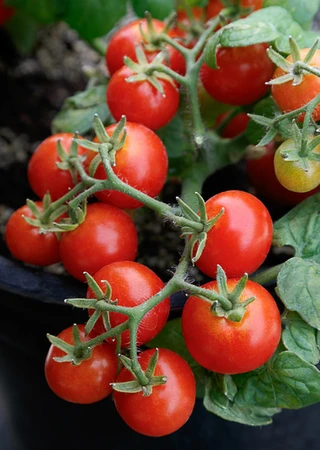 Tomato - Cherry