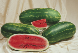 Watermelon - Diploid (Seeded) - Hybrid