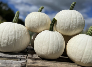 Pumpkins - White