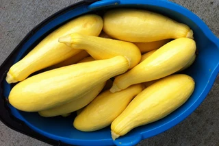 Summer Squash -Yellow Precocious Straight Neck