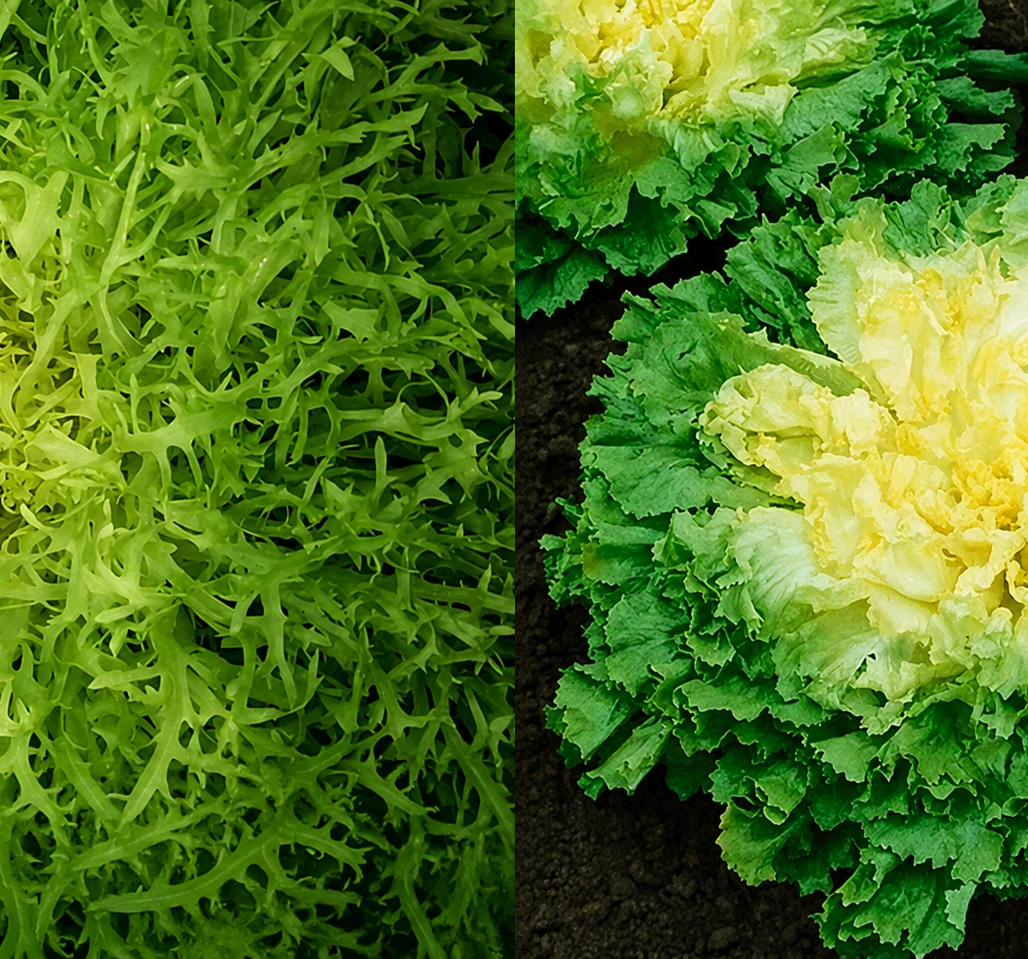 Endive and Escarole