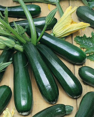 Summer Squash - Green Zucchini - Open Pollinated