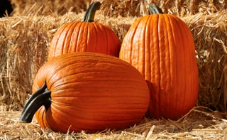 Pumpkins - Large - Hybrid