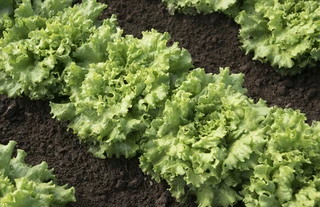 Lettuce - Loose Leaf