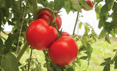 Tomato-Fresh Market-High Tunnel/GH-Hybrid-Indet.