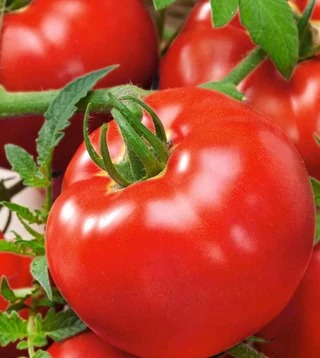 Tomato- Red Fresh Market- Indet. - Open Pollinated