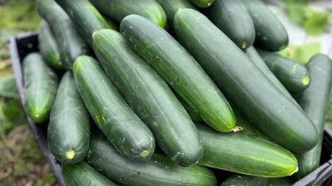Cucumber Growing Guide