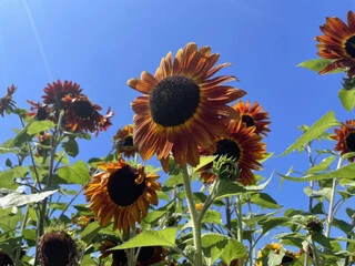 Sunflowers Traditional