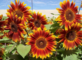 Sunflowers Pollenless