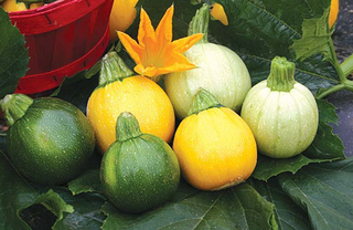 Summer Squash -Yellow Assorted