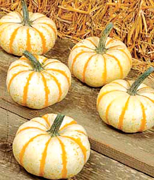 Ron Herman - pumpkinページです。 il_1080xN.5250196959_ih8d.jpg