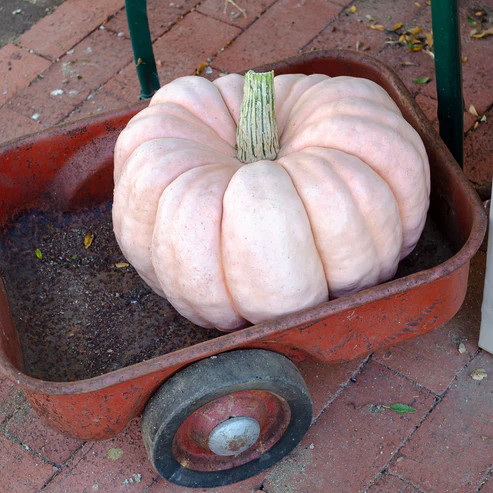 Porcelain Doll Pumpkin Seeds | Holmes Seed Company