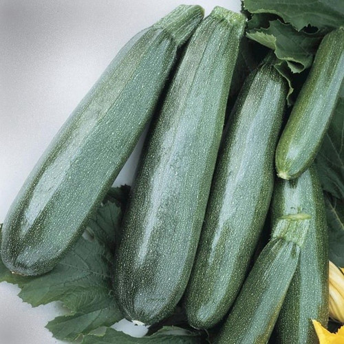 Zucchini Elite F1 Holmes Seed Company