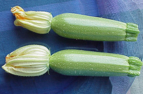 Ishtar Mediterranean Summer Squash Seeds | Holmes Seed Company