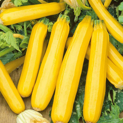 Burpee Zucchini