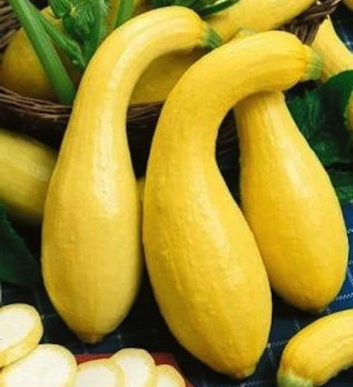 Golden Summer Crookneck Squash Seeds | Holmes Seed Company