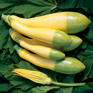 Zephyr Precocious Straightneck Squash Seeds | Holmes Seed Company