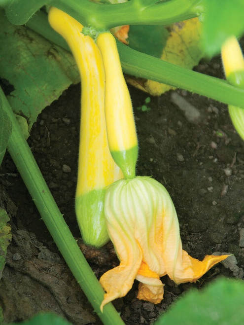 Zephyr Precocious Straightneck Squash Seeds | Holmes Seed Company