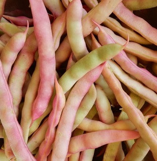 Volunteer (Tennessee) Half Runner Holmes Seed Company