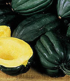 Table Queen Acorn Squash Seeds | Holmes Seed Company
