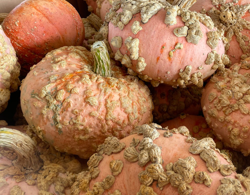 Peanut (Galeuse d'Eysines)