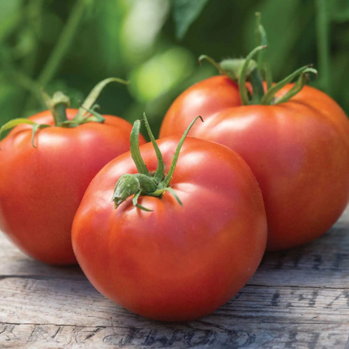 Burpee Big Boy Hybrid Tomato - Thumbnail 5
