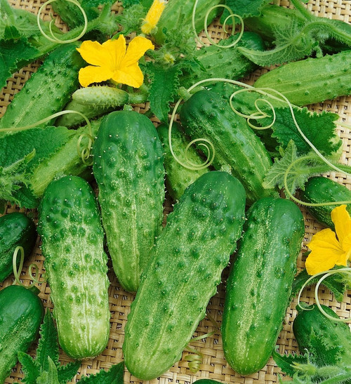 Pick-A-Bushel F1 Cucumber