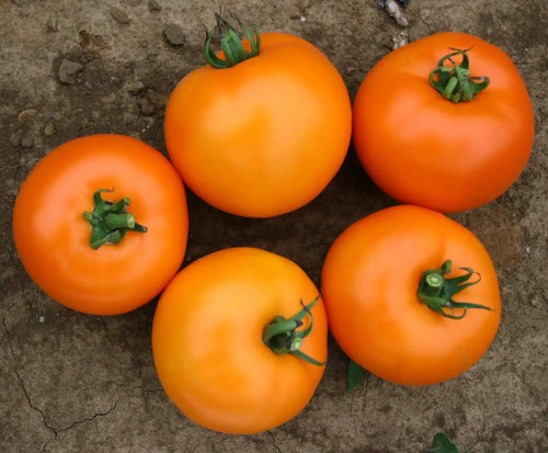 BHN 871 F1 Tomato Seeds | Holmes Seed Company