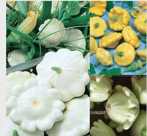 Colorful Patty Pan Mix F1