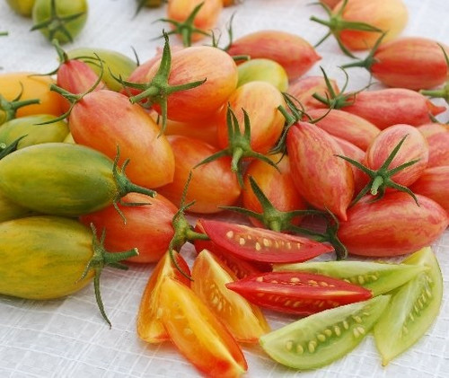 Artisan-Tiger Mixture Tomato Seeds | Holmes Seed Company