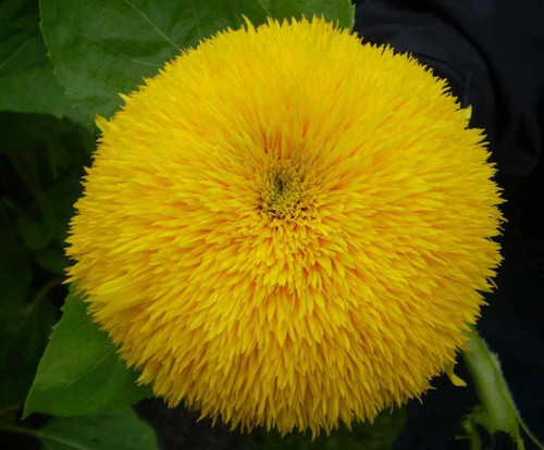 Sungold Dwarf "Teddy Bear"