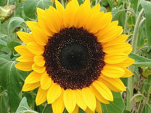 sunflower简阳图片