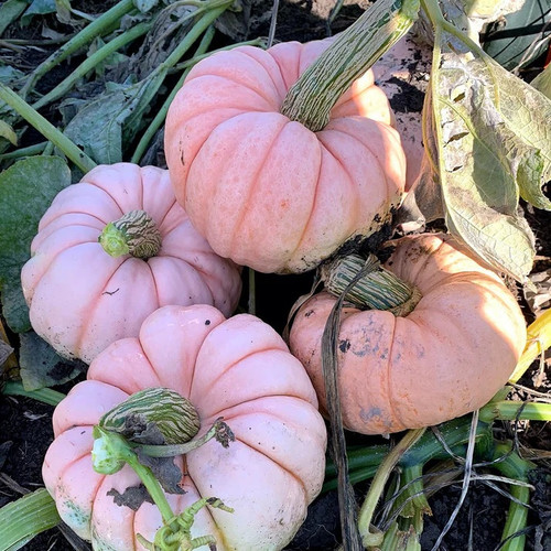 Porcelain Princess Pumpkin Seeds | Holmes Seed Company
