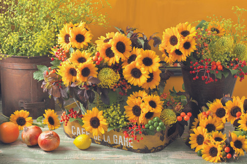 Sunrich Provence Summer F1 Sunflower | Holmes Seed Company