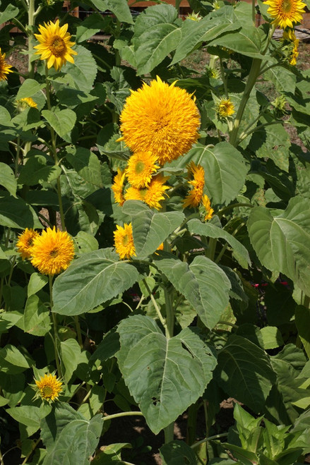 Sungold Tall Sunflower | Holmes Seed Company