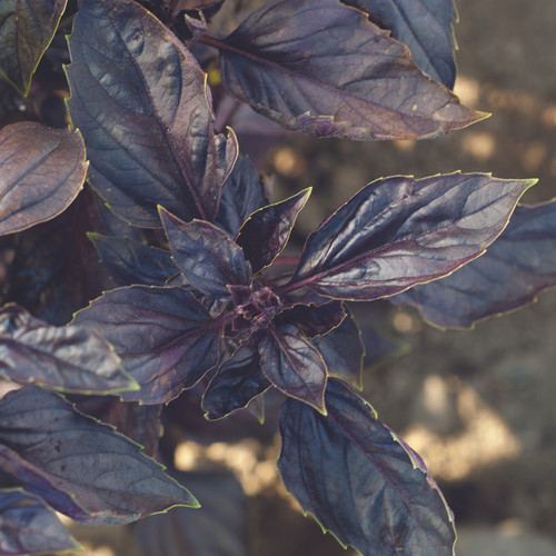 Basil-Red Rubin