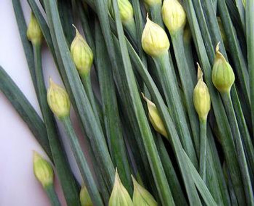 Garlic Chives