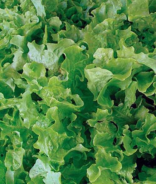 Salad Bowl, Green