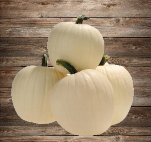 Holmes Seed Company - White Pumpkin Seed