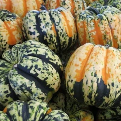Carnival Acorn Squash Seeds | Holmes Seed Company