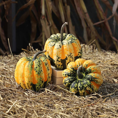 Carnival Acorn Squash Seeds | Holmes Seed Company